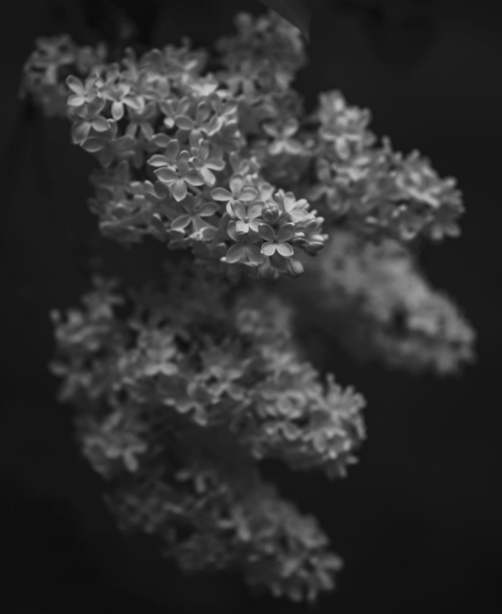 Moody Lilacs
