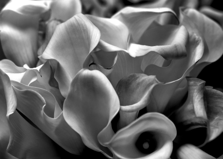 Flow of the Calla Lilies