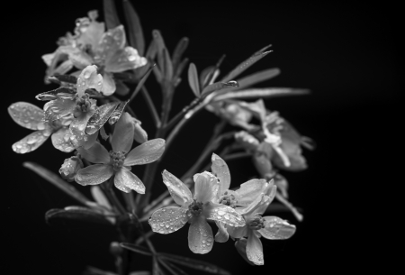 Moody Mexican-Orange Blossom