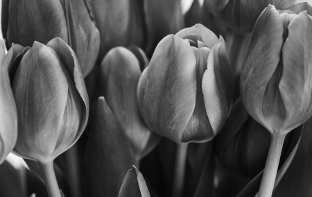 Moody Tulips