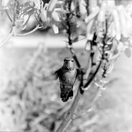 Colibri