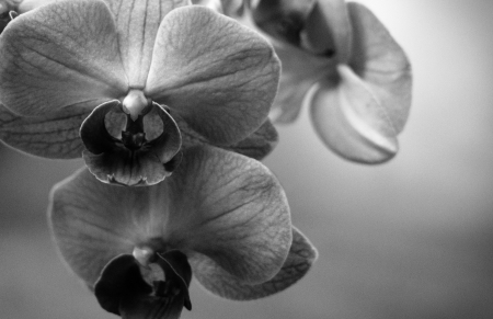 Moody Orchids